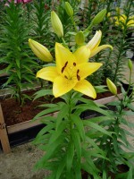 [1715 Naniing Mak No02.JPG]